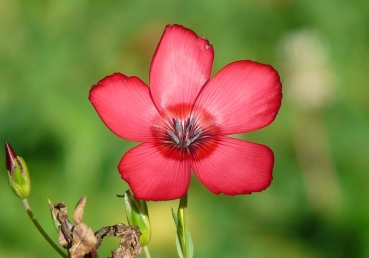 Have you been to Jesus for the cleansing pow’r