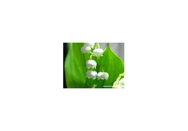 Take time to behold Him