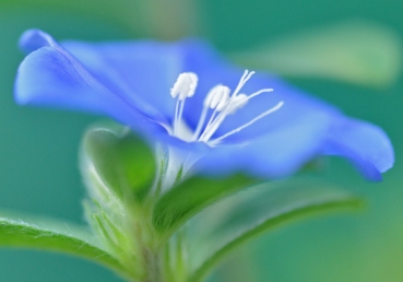 Morning dawn had arisen