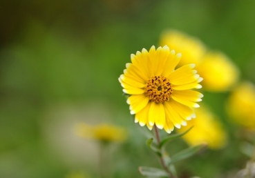 This is my wonderful story