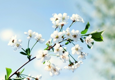 Lord Jesus Christ, our heart feels sweet