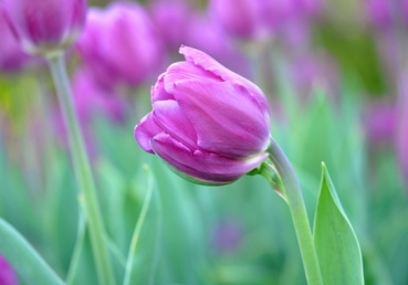 지방교회 양태론 시비의 실상(4)