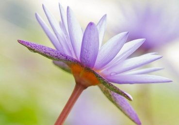 법리의 끈, 교회사의 끈 짧은 푸들페서들의 기자회견