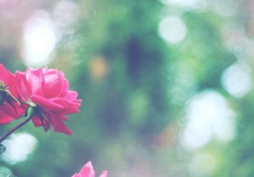 지방교회 양태론 시비의 실상(5)