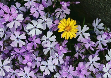 삼분설, 이분설