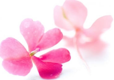 지방교회 관련 『질문과 답변』