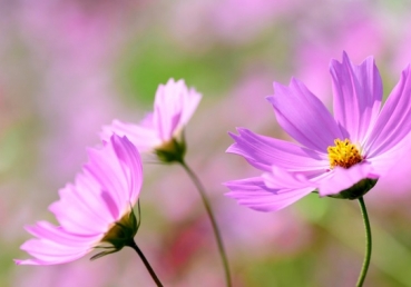 We should consecrate ourselves to Christ and the church