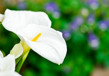 To the Church of God