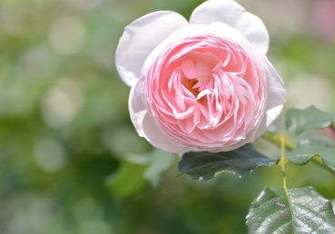 지방 교회들, 위키백과