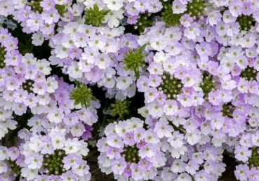 These things says the Holy One