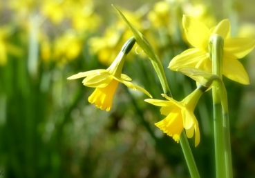 회복역 성경을 통한 조명 - 만유를 포함한 그리스도