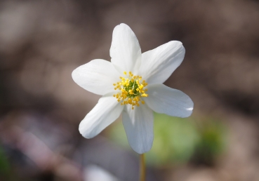 In ages past a mystery