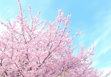 중국교회에 영향을 미친 워치만 니의 신학고찰 -인간론과 교회론 중심- 석사학위 논문에 대한 지방교회 측의 반론