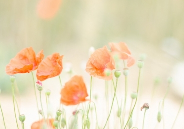 합신총회 이단사이비대책위원장 박형택 목사님께