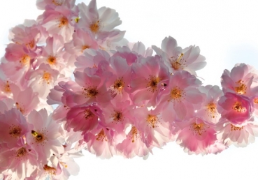 Divine anointing in me dwelleth