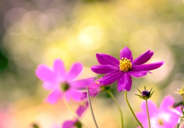 천사들은 그 얼굴 보았지만