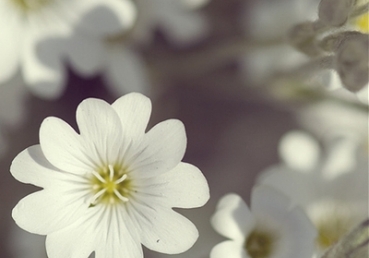 말씀보존학회 측의 지방교회 비판에 대한 반박