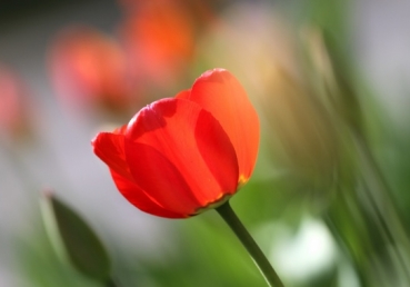 열 처녀 비유-이종윤박사, 리챠드 트렌취의 견해