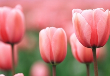 교회역사상 나타난 열 처녀 비유에 대한 학설들 소개