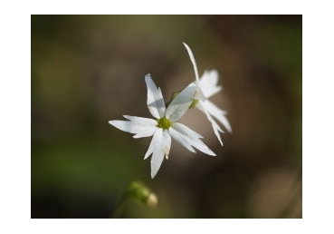 개혁신학과 워치만 니, 위트니스 리 신학의 접점은 과연 없는가? (1)