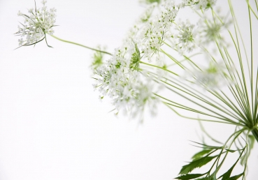 생명의 성장이란 무엇인가