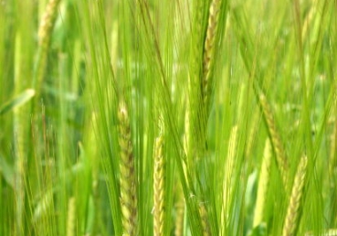 처음 익은 열매