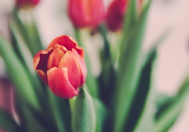 지방 교회측의 열 처녀 비유 해석(1)