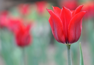 Create in me a clean heart, O God