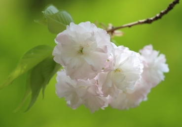 "지방교회"에 뿌리내린 음녀의 누룩??