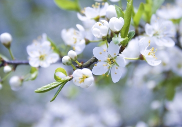 생각으로 영을 보조하는 원칙