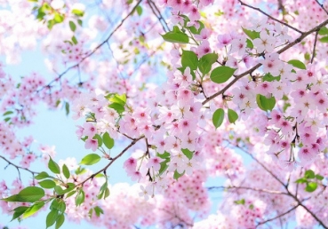 한국교계에 닫힌 핵심진리 - 『신화(Deification)』