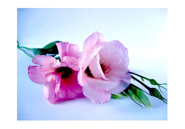 주님의 사역자의 성격―진리의 절대성