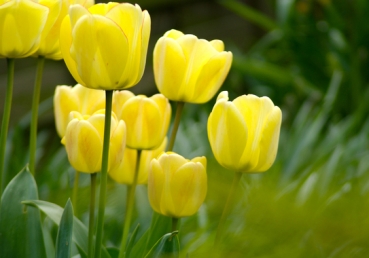 지방 교회측의 열 처녀 비유 해석(3)