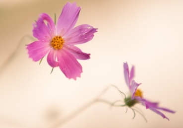 사랑의 주여 영원한 주 사랑