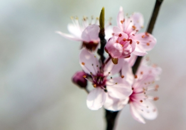 삼위일체의 삼위는 구별되나 분리되지 않는다-전치사 'para'를 중심으로