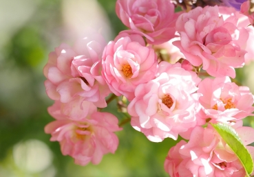 사역이 성경을 대신하는가?