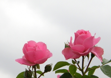 한국교계에 닫힌 핵심실행 - 『주의 이름부름』