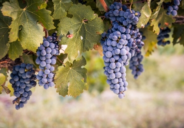 계급과 조직에 대하여