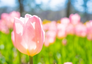 칼빈주의 5대교리(The Five Points of Calvinism)