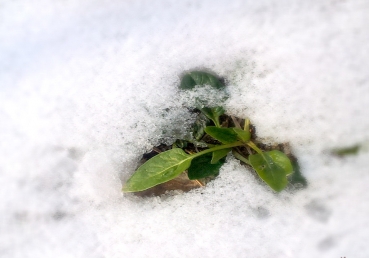 속 부분과 감추인 부분을 파 내기