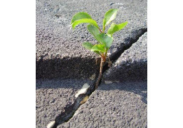 그리스도의 승천으로부터 이 시대 끝까지의 세계 역사―첫째 인부터 네째 인까지