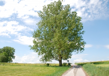 지방교회 탐구2- 삼위일체 하나님 동일하게 고백