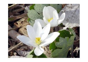 지방교회 양태론 이단성 비판에 대한 반박